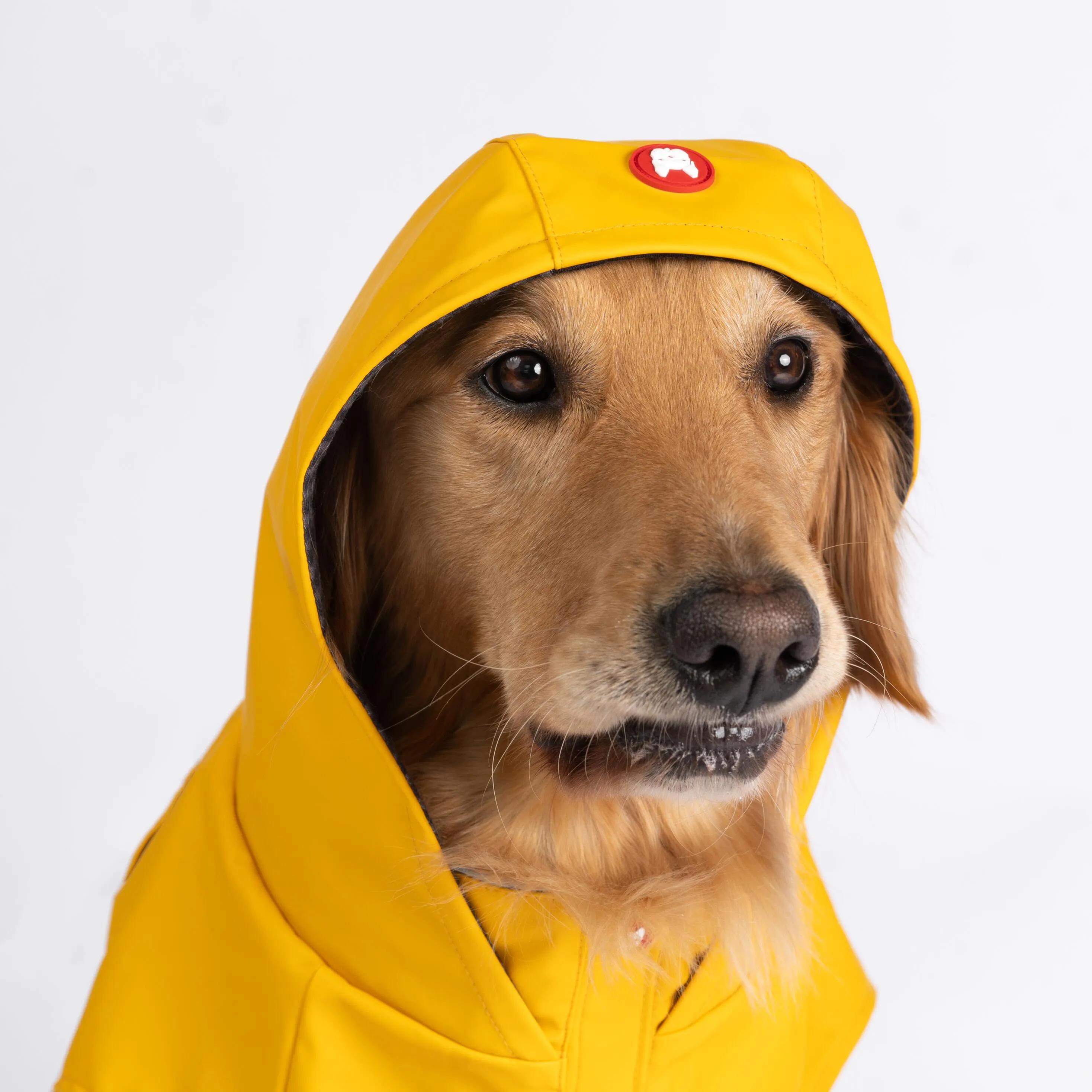Aden 2.0 Dog Raincoat Yellow – Stylish, Waterproof, Adjustable, with Reflective Piping & Sun Alert Patch