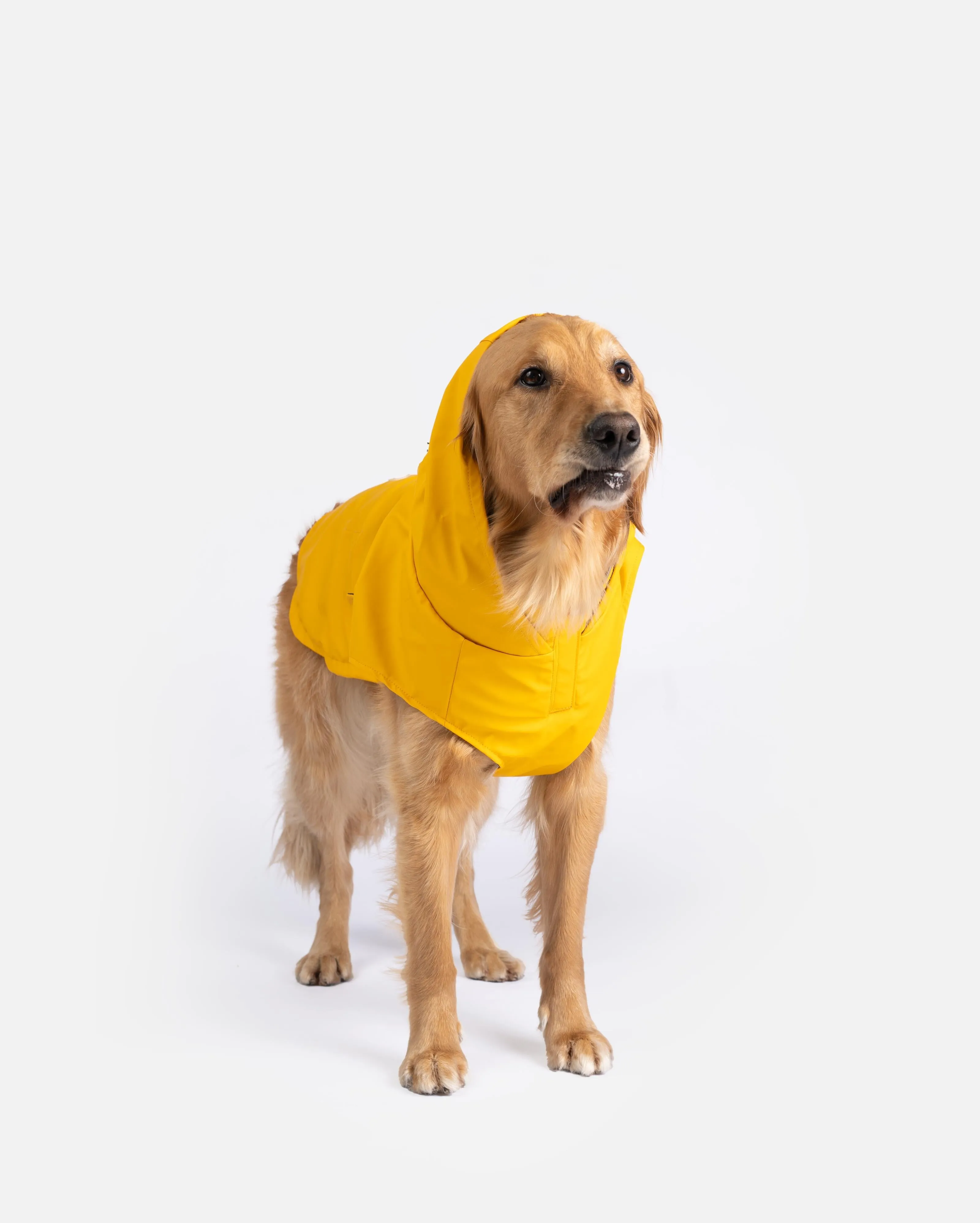 Aden 2.0 Dog Raincoat Yellow – Stylish, Waterproof, Adjustable, with Reflective Piping & Sun Alert Patch
