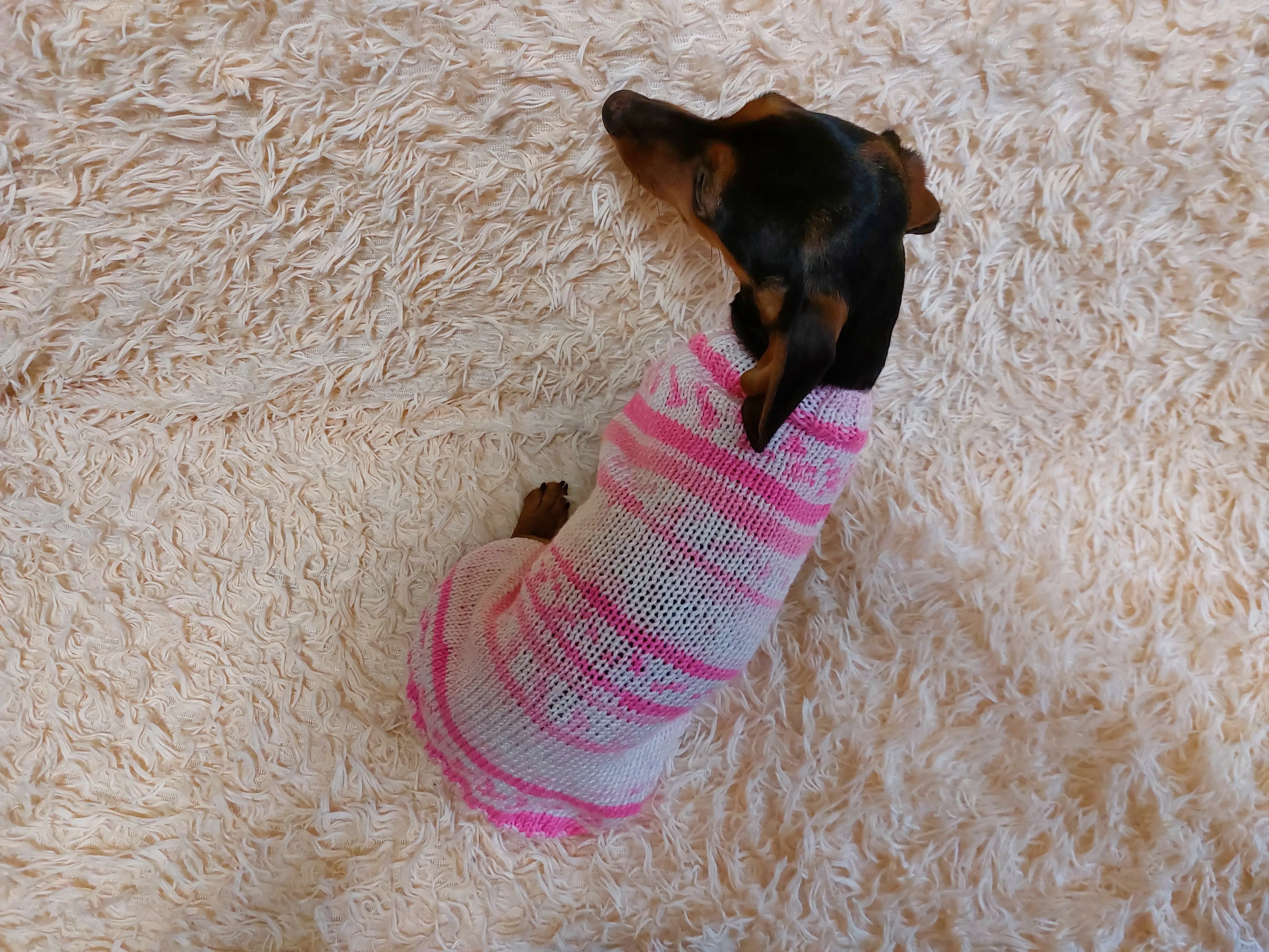 Bright sweater for a petite dachshund, Pet clothes patterned sweater,dachshund clothes sweater