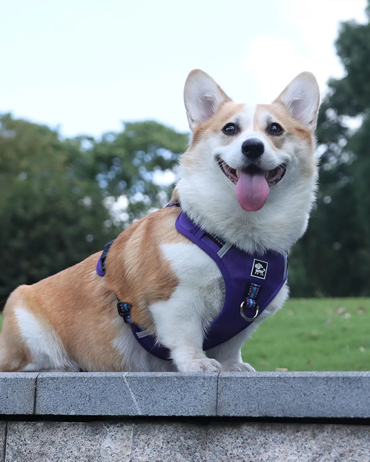 No Pull Dog Harness with Easy Control Soft Handle for Small Medium Large Dogs,Reflective Adjustable Puppy Harness,Heavy Duty Girl Boy Pet Vest with Safety Buckle (Purple, M)